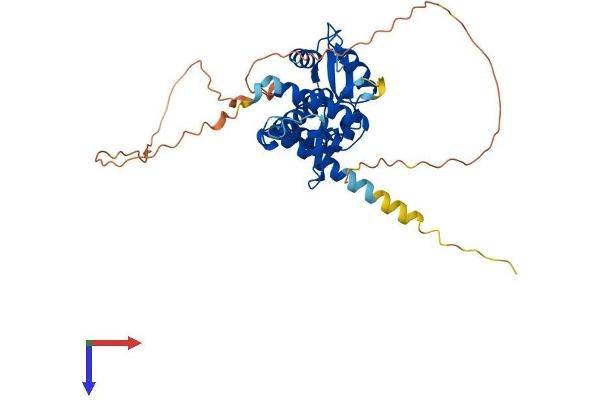 MAGEA10 Protein (AA 1-369) (His tag)