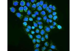 IF analysis of REA/PHB2 using anti-REA/PHB2 antibody (ABIN7599240). (Prohibitin 2 Antikörper  (AA 1-299))