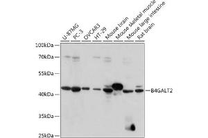 Western blot analysis of extracts of various cell lines, using B4G antibody (ABIN7271198) at 1:1000 dilution. (B4GALT2 Antikörper  (AA 155-271))