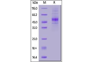 CD19 Protein (AA 20-291) (His tag)