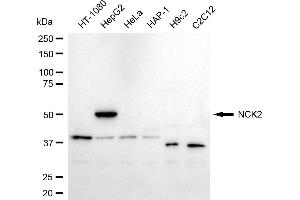Western blotting analysis using NCK2 antibody (ABIN7799563).