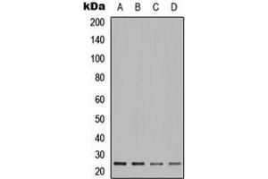 Western blot analysis of POLR2E expression in A549 (A), Jurkat (B), HeLa (C), PC12 (D) whole cell lysates.