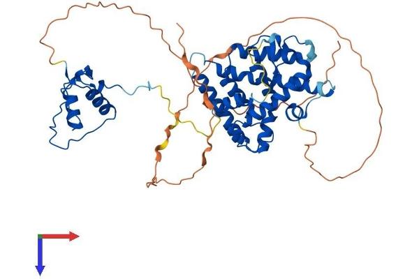 HNF4A Protein (AA 1-474) (His tag)