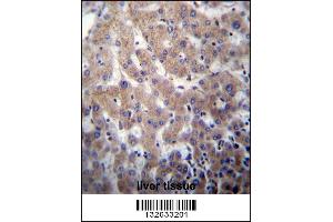 POFUT2 Antibody immunohistochemistry analysis in formalin fixed and paraffin embedded human liver tissue followed by peroxidase conjugation of the secondary antibody and DAB staining. (POFUT2 Antikörper  (AA 228-257))