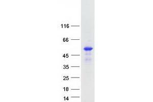 Validation with Western Blot (SYT12 Protein (Myc-DYKDDDDK Tag))