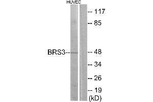 Western blot analysis of extracts from HUVEC cells, using BRS3 antibody. (BRS3 Antikörper  (Internal Region))