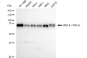 anti-PKC delta + PKC theta antibody