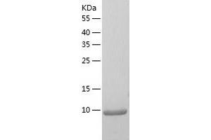 Western Blotting (WB) image for Small Nuclear Ribonucleoprotein Polypeptide G (SNRPG) (AA 1-76) protein (His-IF2DI Tag) (ABIN7125136)
