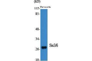 Western Blot (WB) analysis of specific cells using Six3/6 Polyclonal Antibody. (Six3/6 Antikörper  (Internal Region))