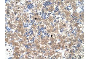 Immunohistochemistry (IHC) image for anti-Peroxisomal Biogenesis Factor 3 (PEX3) (N-Term) antibody (ABIN310767) (PEX3 Antikörper  (N-Term))