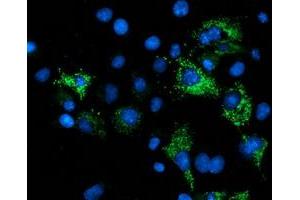 Anti-NDUFA7 mouse monoclonal antibody (ABIN2454442) immunofluorescent staining of COS7 cells transiently transfected by pCMV6-ENTRY NDUFA7 (RC200534). (NDUFA7 Antikörper)