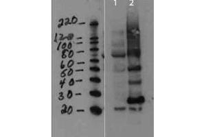 Western Blot of Rabbit anti-MMTV antibody. (FAM89B Antikörper)