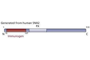 Image no. 2 for anti-Sorting Nexin 2 (SNX2) (AA 15-137) antibody (ABIN968465) (Sorting Nexin 2 Antikörper  (AA 15-137))