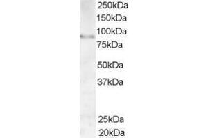 ABIN185200 (1µg/ml) staining of Human Testis lysate (35µg protein in RIPA buffer). (AKAP3 Antikörper  (C-Term))