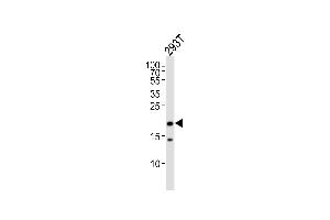 Western blot analysis of lysate from 293T cell line,using RPL26L Antibody (ABIN6242033). (RPL26L Antikörper)