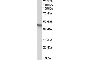 ABIN571189 (1µg/ml) staining of Mouse Heart lysate (35µg protein in RIPA buffer). (GLUT4 Antikörper  (C-Term))