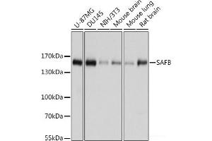 Western blot analysis of extracts of various cell lines using SAFB Polyclonal Antibody at dilution of 1:1000. (SAFB Antikörper)