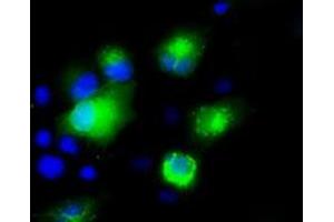 Anti-SILV mouse monoclonal antibody (ABIN2452228) immunofluorescent staining of COS7 cells transiently transfected by pCMV6-ENTRY SILV (RC200663). (Melanoma gp100 Antikörper)