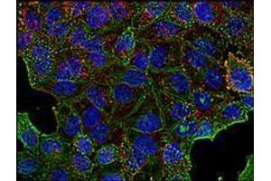 Immunofluorescence (IF) image for anti-Clathrin Heavy Chain (CLTC) (Heavy Chain) antibody (ABIN238388) (Clathrin Heavy Chain (CLTC) (Heavy Chain) Antikörper)