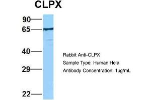 Host: Rabbit Target Name: EGFL8 Sample Type: Hela Antibody Dilution: 1. (CLPX Antikörper  (C-Term))