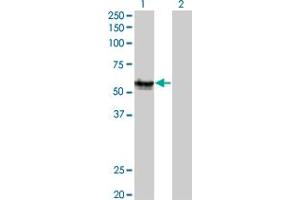 Western Blot analysis of AGER expression in transfected 293T cell line by AGER monoclonal antibody (M02), clone 1C1. (RAGE Antikörper  (AA 23-404))