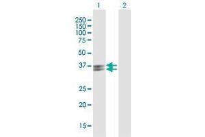 Western Blot analysis of PVRIG expression in transfected 293T cell line by PVRIG MaxPab polyclonal antibody. (PVRIG Antikörper  (AA 1-326))