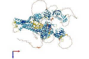 ATP7B Protein (AA 1-1465) (His tag)