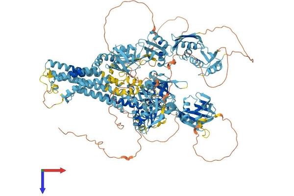 ATP7B Protein (AA 1-1465) (His tag)