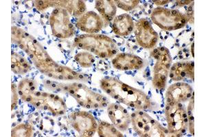 Anti- HINT1 Picoband antibody, IHC(P) IHC(P): Rat Kidney Tissue (HINT1 Antikörper  (Middle Region))