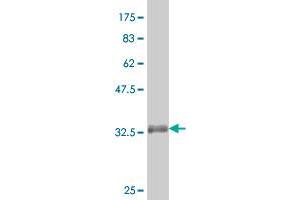 Western Blot detection against Immunogen (34.