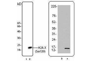 Western Blotting (WB) image for anti-H2A Histone Family, Member X (H2AFX) (pSer139) antibody (ABIN2666076) (H2AFX Antikörper  (pSer139))