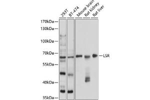 Western blot analysis of extracts of various cell lines, using LSR antibody (ABIN6131388, ABIN6143371, ABIN6143372 and ABIN6224984) at 1:1000 dilution. (LSR Antikörper  (AA 50-240))
