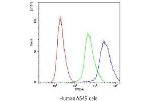 Flow cytometry testing of human A549 cells with Periaxin antibody at 1ug/10^6 cells (blocked with goat sera) (Periaxin Antikörper)