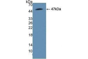 Detection of Recombinant ASS1, Human using Polyclonal Antibody to Argininosuccinate Synthetase 1 (ASS1) (ASS1 Antikörper  (AA 1-412))