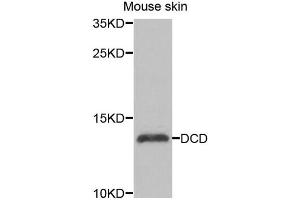 Western blot analysis of extracts of mouse skin, using DCD antibody (ABIN5974382) at 1/1000 dilution. (Dermcidin Antikörper)