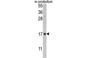 Western Blotting (WB) image for anti-FK506 Binding Protein 2, 13kDa (FKBP2) antibody (ABIN3002777) (FKBP2 Antikörper)