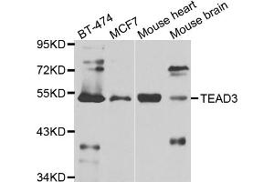 Western blot analysis of extracts of various cell lines, using TEAD3 antibody. (TEAD3 Antikörper)