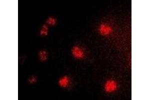 Immunofluorescent analysis of TLX staining in HepG2 cells.