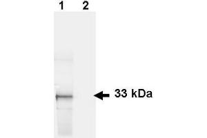 Image no. 2 for anti-Green Fluorescent Protein (GFP) antibody (FITC) (ABIN1101728) (GFP Antikörper  (FITC))