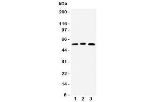 Western blot testing of HNF6 antibody and Lane 1:  rat liver (ONECUT1 Antikörper  (N-Term))