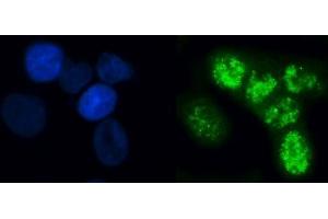 IF analysis of ELL using anti-ELL antibody (ABIN7599363). (ELL Antikörper  (AA 1-407))