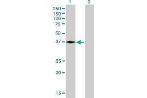 Western Blot analysis of HEY2 expression in transfected 293T cell line by HEY2 MaxPab polyclonal antibody.