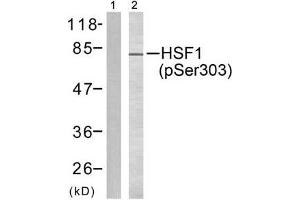 Western blot analysis of extracts from MCF7 cells, using HSF1 (phospho-Ser303) antibody (E011263). (HSF1 Antikörper  (pSer303))