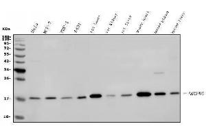 Western blot analysis of NDUFB5 using anti-NDUFB5 antibody (ABIN7601297).