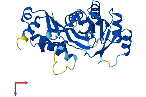 GCLM Protein (AA 1-274) (His tag)