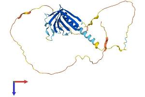 NECAP1 Protein (AA 1-275) (His tag)