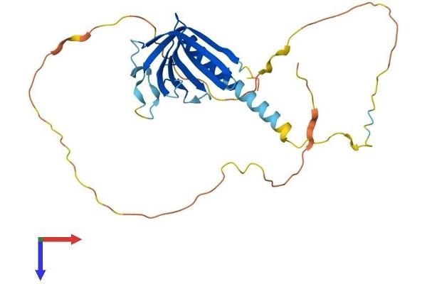 NECAP1 Protein (AA 1-275) (His tag)