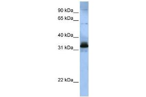 Western Blotting (WB) image for anti-serine/arginine-Rich Splicing Factor 8 (SRSF8) antibody (ABIN2458548) (SFRS2B Antikörper)