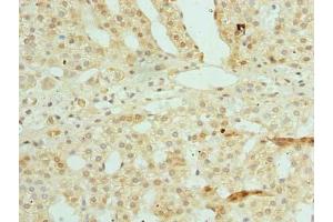 Immunohistochemistry of paraffin-embedded human adrenal gland tissue using ABIN7176016 at dilution of 1:100 (Zinc Finger and SCAN Domain Containing 9 (ZSCAN9) (AA 1-394) Antikörper)