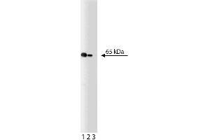 Western blot analysis of NF-kappaB p65 on a Jurkat lysate. (NF-kB p65 Antikörper  (AA 136-224))